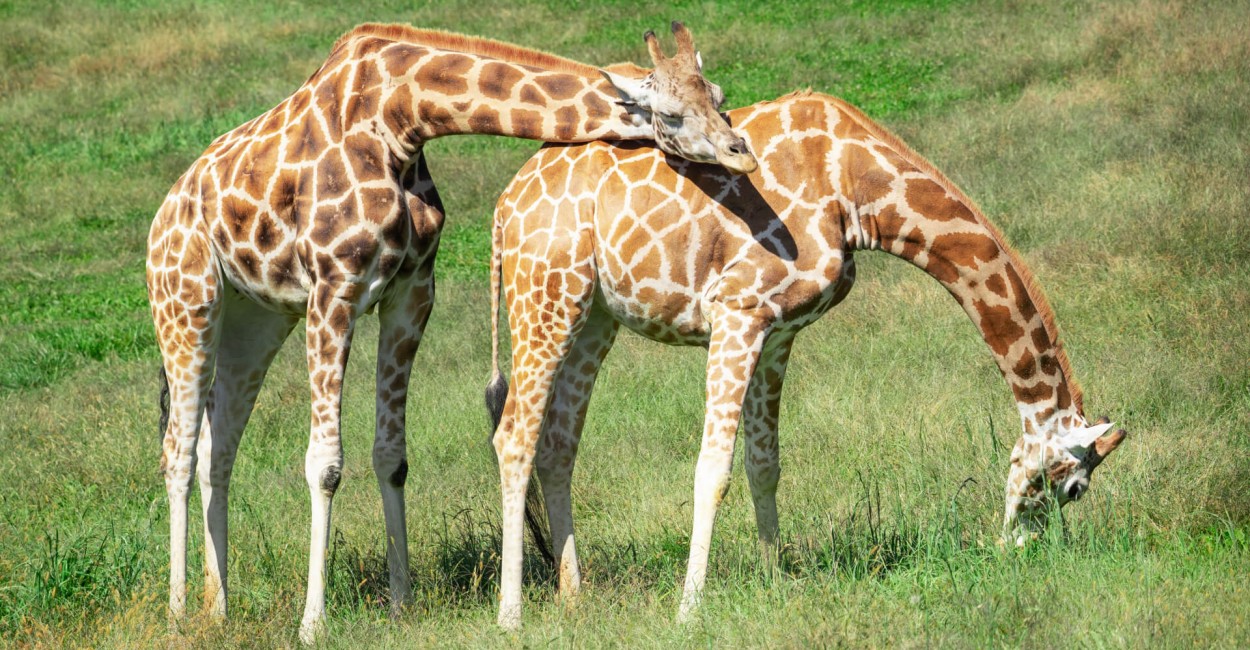 giraffe virginia safari park