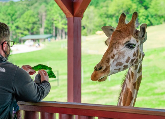 giraffe virginia safari park