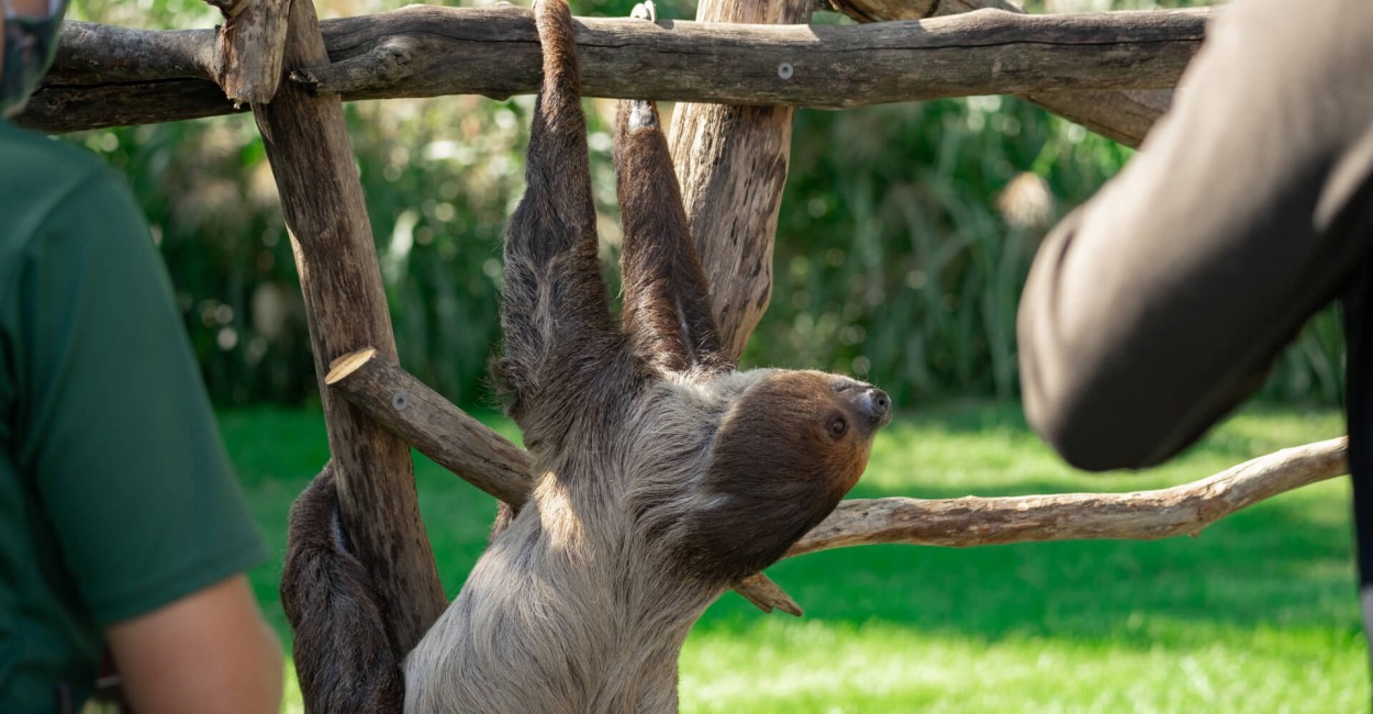 Animal Encounters