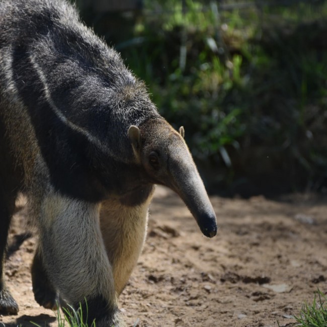 Giant Anteater