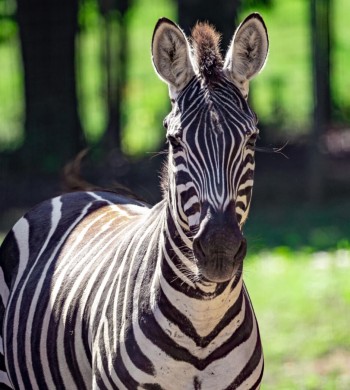 virginia safari park discount tickets