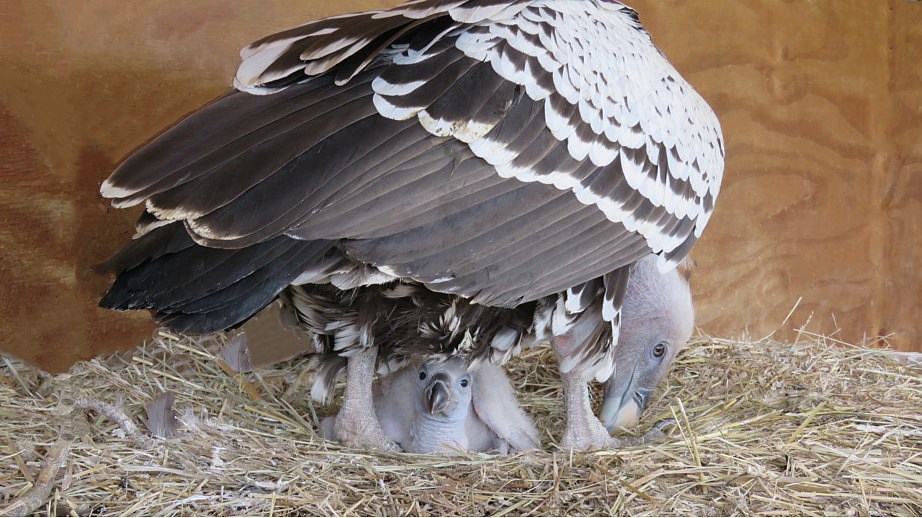 Spring Brings Very Rare Hatching