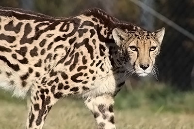 Virginia Safari Park Races to Save Vulnerable Cheetahs