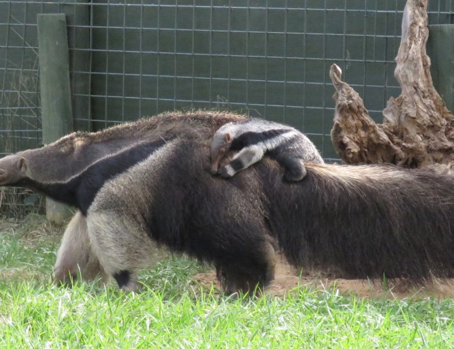 Giant Anteater Born at Virginia Safari Park