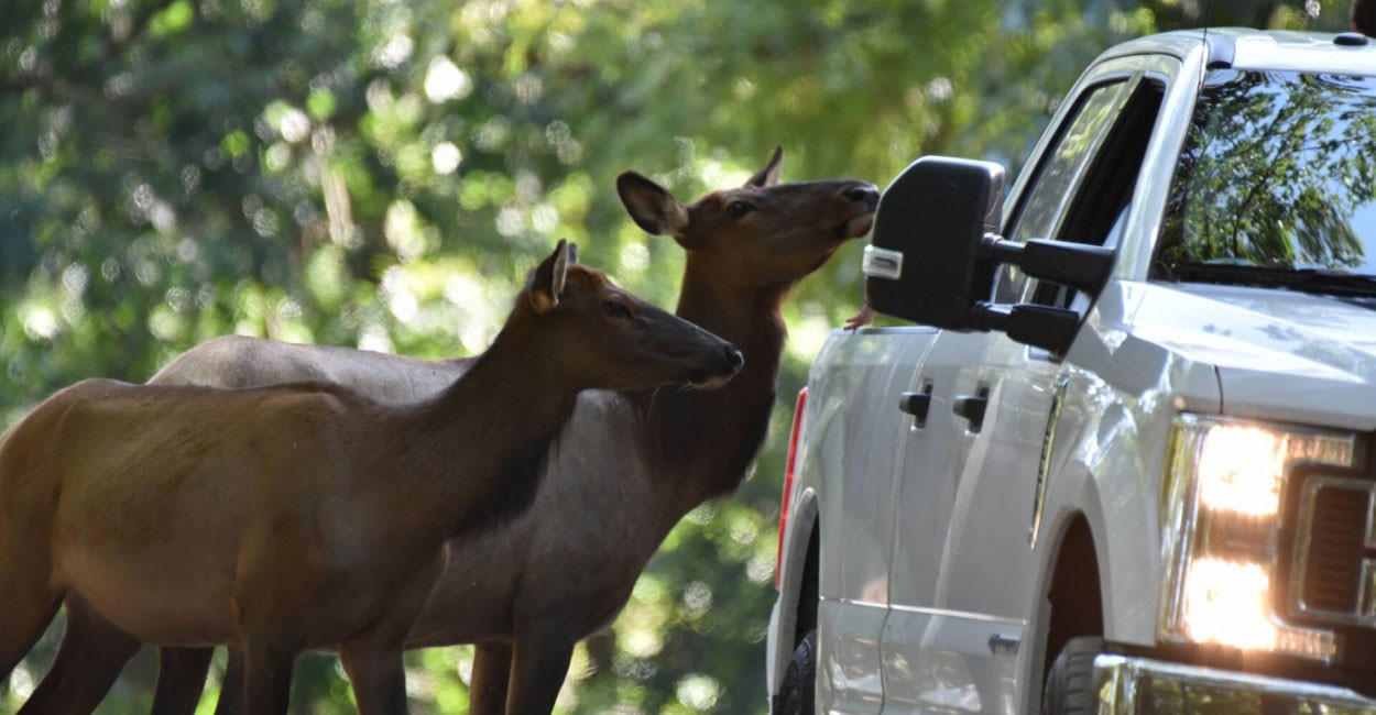 Safari Drive-Thru